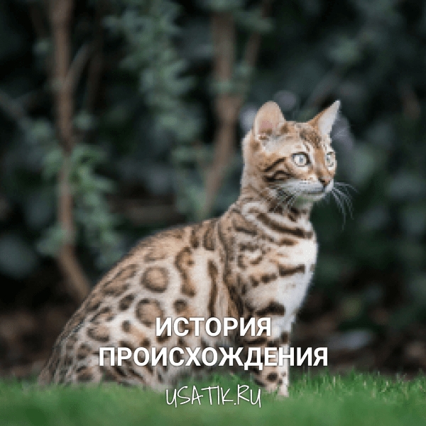 История происхождения бенгальских кошек