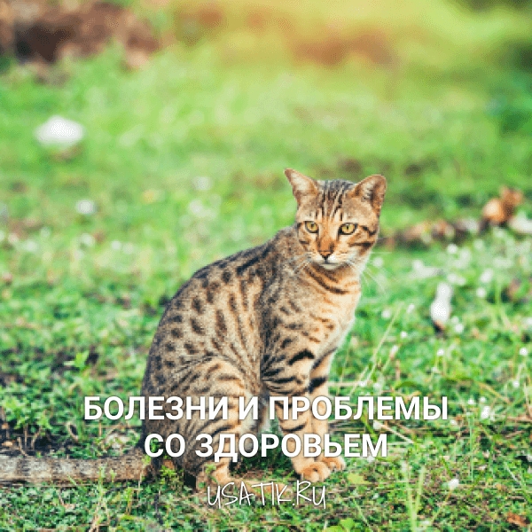 Болезни и проблемы со здоровьем