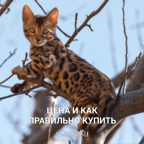 Бенгальская кошка - цена и как правильно купить