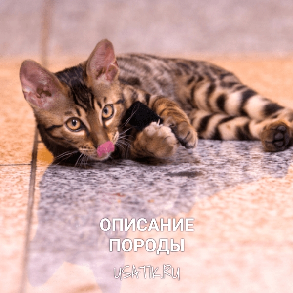 Бенгальская кошка - описание породы
