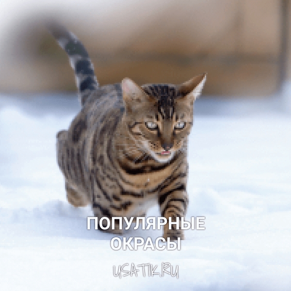 Популярные окрасы бенгальских кошек