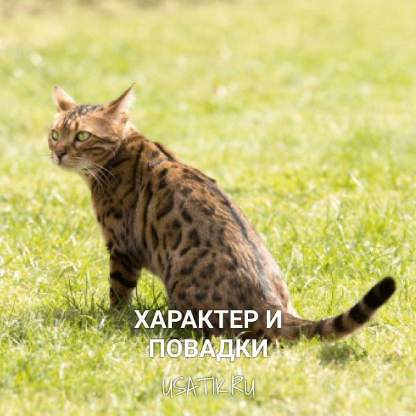 Характер и повадки бенгальских кошек