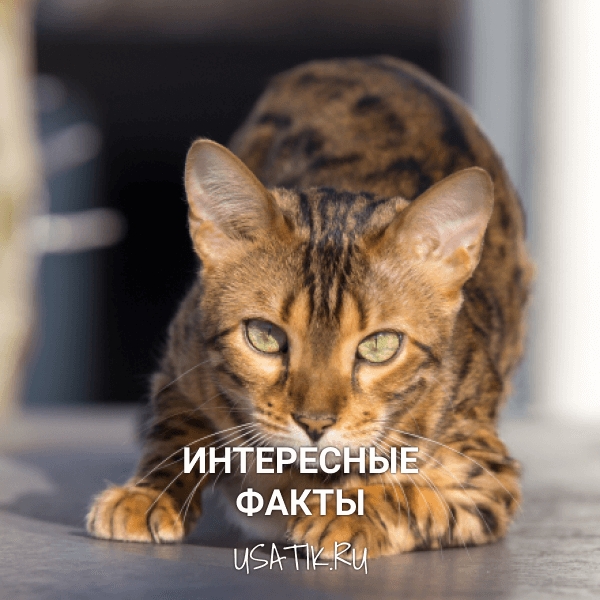 Интересные факты о бенгальских кошках