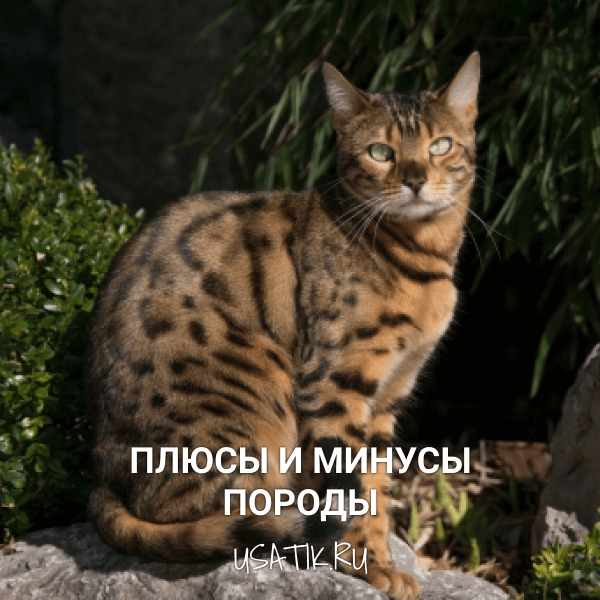 Плюсы и минусы бенгальских кошек