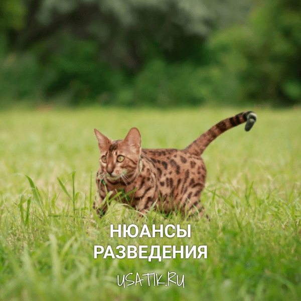 Разведение бенгальских кошек