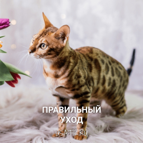 Уход за бенгальскими кошками