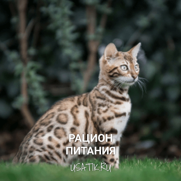 Рацион питания бенгальских кошек