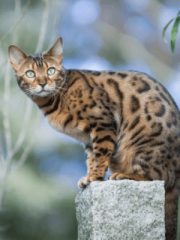 Бенгальская кошка