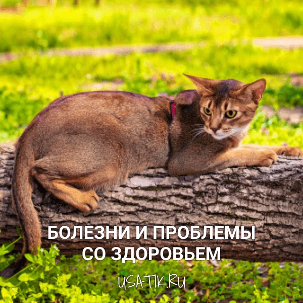 Болезни и проблемы со здоровьем