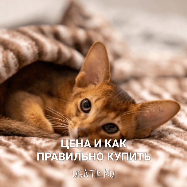 Абиссинская кошка - цена и как правильно купить
