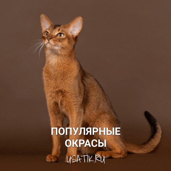 Популярные окрасы абиссинских кошек