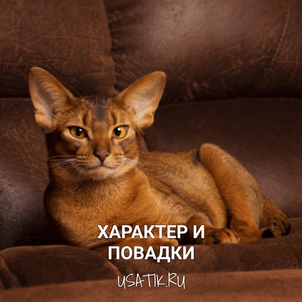 Характер и повадки абиссинских кошек