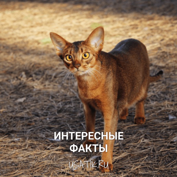 Интересные факты об абиссинских кошках