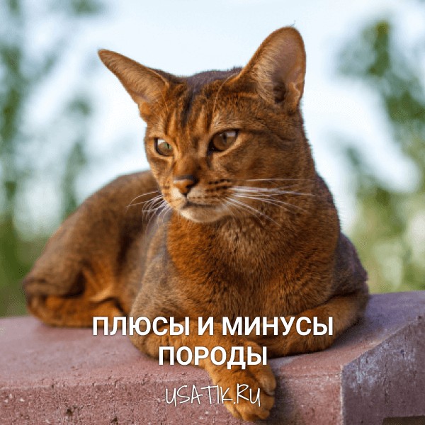 Плюсы и минусы абиссинских кошек