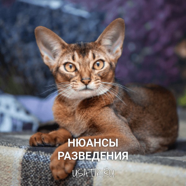 Разведение абиссинских кошек