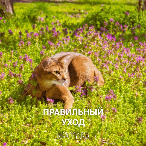 Уход за абиссинскими кошками