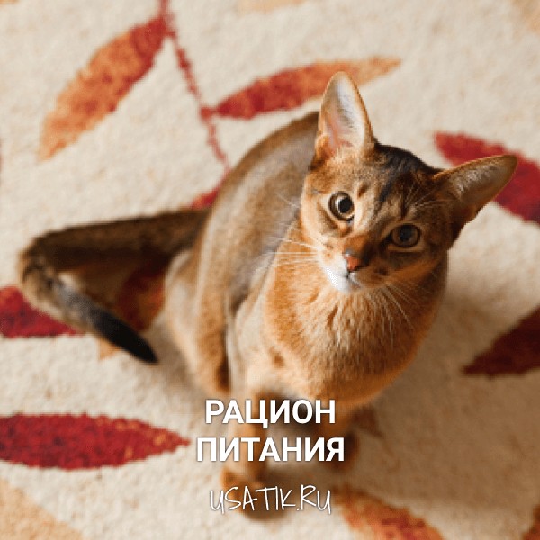 Рацион питания абиссинских кошек