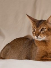 Абиссинская кошка