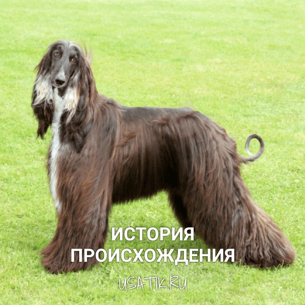 История происхождения афганских борзых