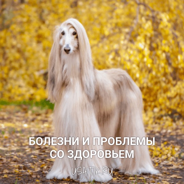 Болезни и проблемы со здоровьем