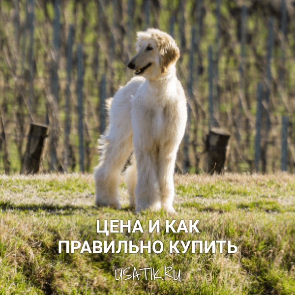 Афганская борзая - цена и как правильно купить