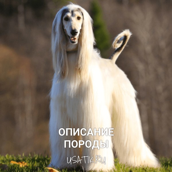 Афганская борзая - описание породы