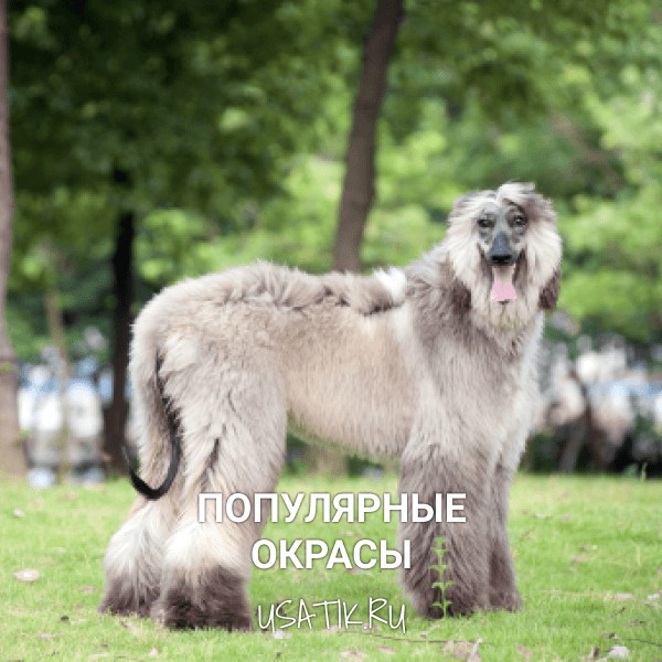 Популярные окрасы афганских борзых