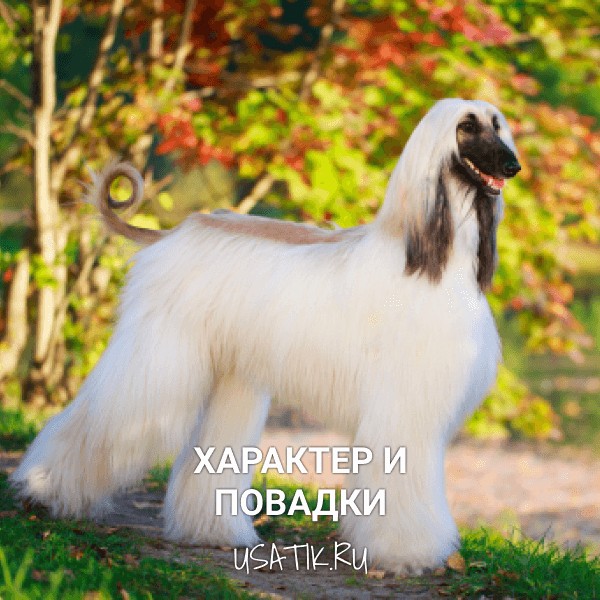 Характер и повадки афганских борзых