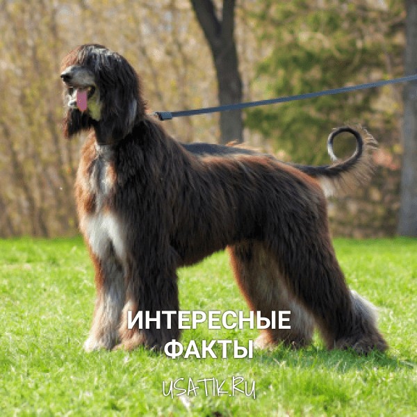 Интересные факты об афганских борзых