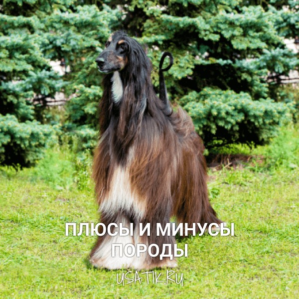 Плюсы и минусы афганских борзых