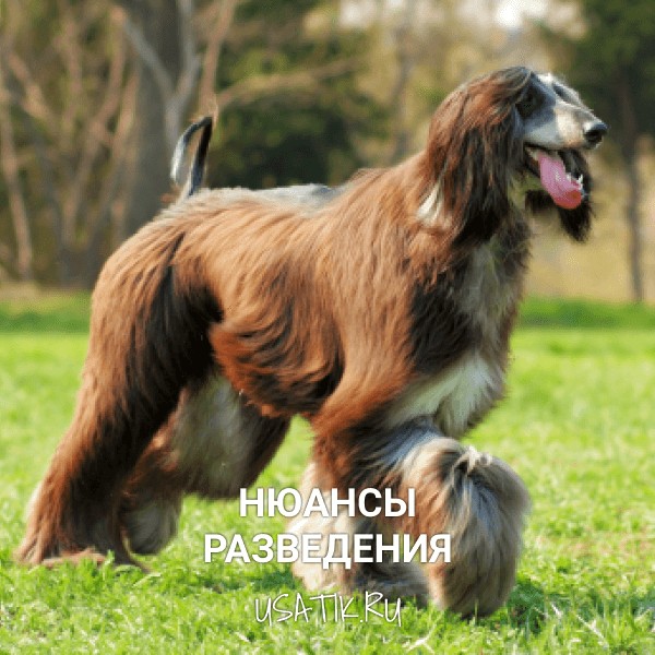Разведение афганских борзых