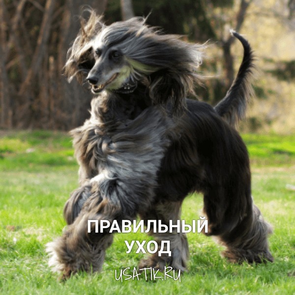 Уход за афганскими борзыми