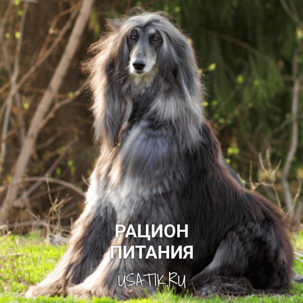 Рацион питания афганских борзых