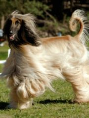 Афганская борзая