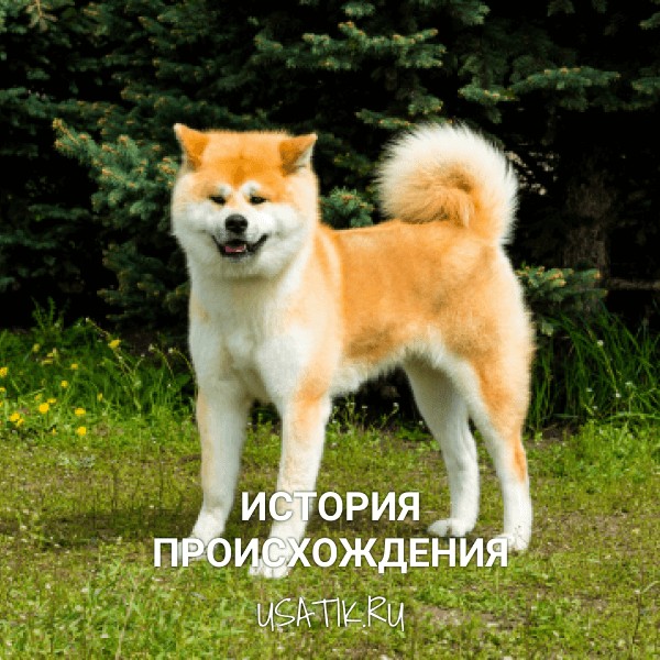 История происхождения акита-ину