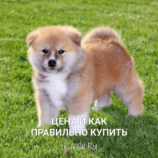 Акита-ину - цена и как правильно купить