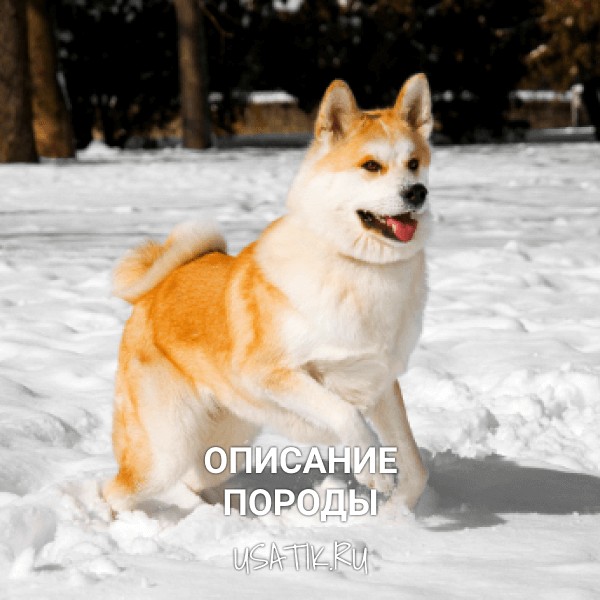 Акита-ину - описание породы