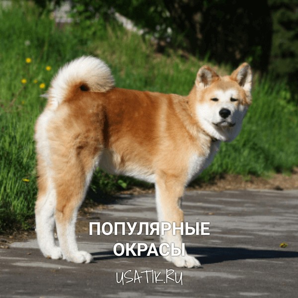 Популярные окрасы акита-ину