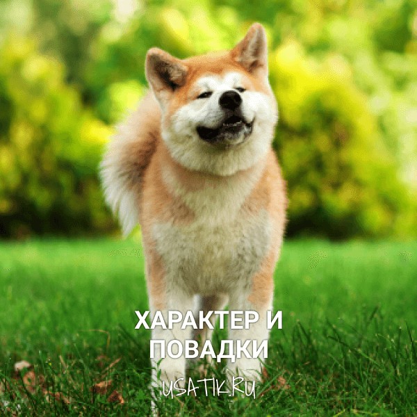 Характер и повадки акита-ину