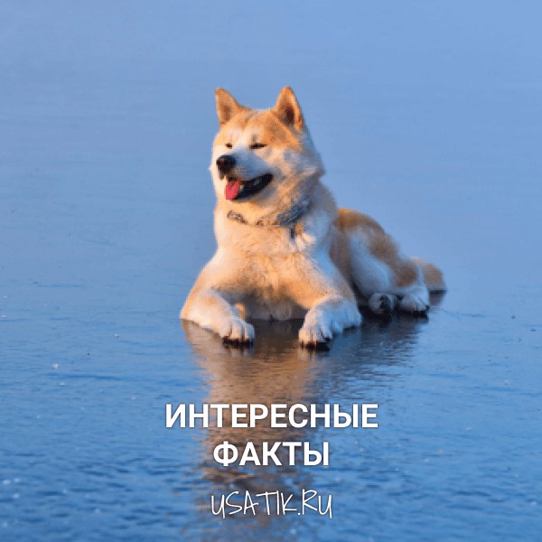 Интересные факты об акита-ину