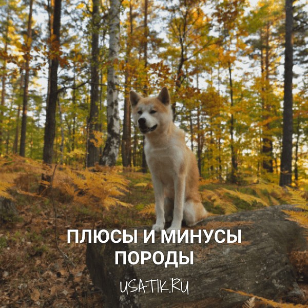 Плюсы и минусы акита-ину