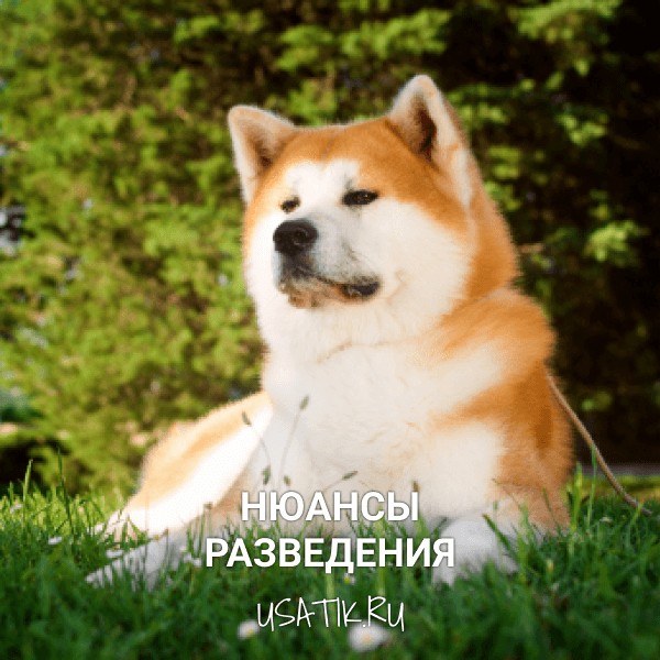 Разведение акита-ину
