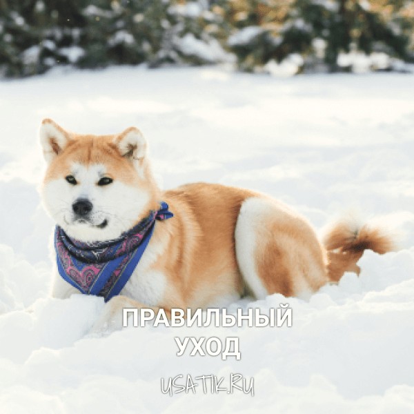 Уход за акита-ину