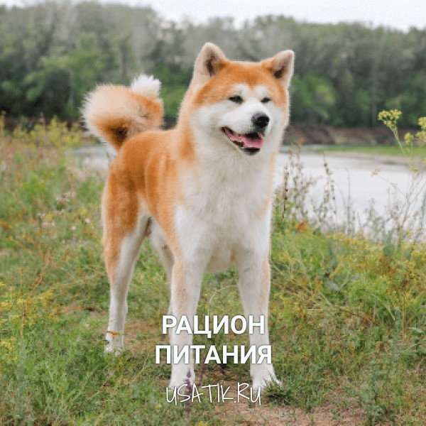 Рацион питания акита-ину