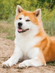 Акита-ину