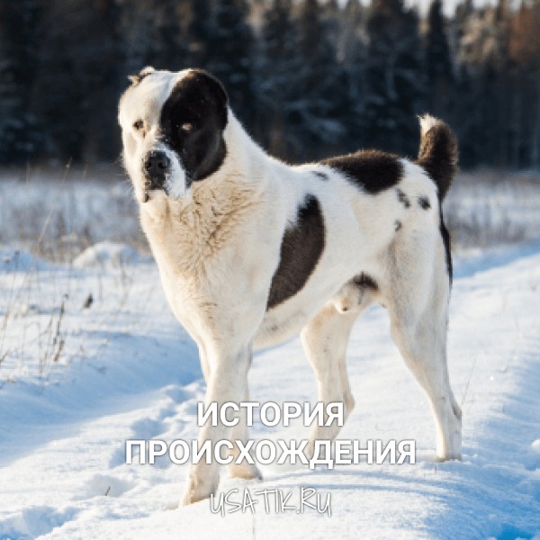 История происхождения алабаев