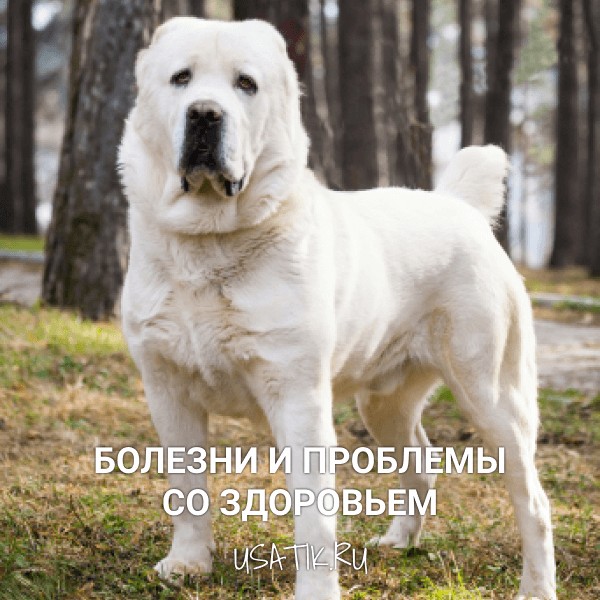 Болезни и проблемы со здоровьем