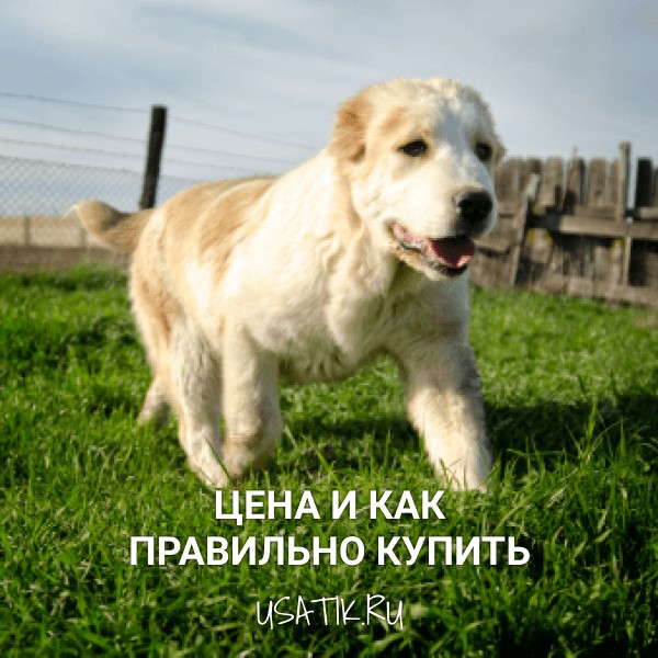 Алабай - цена и как правильно купить