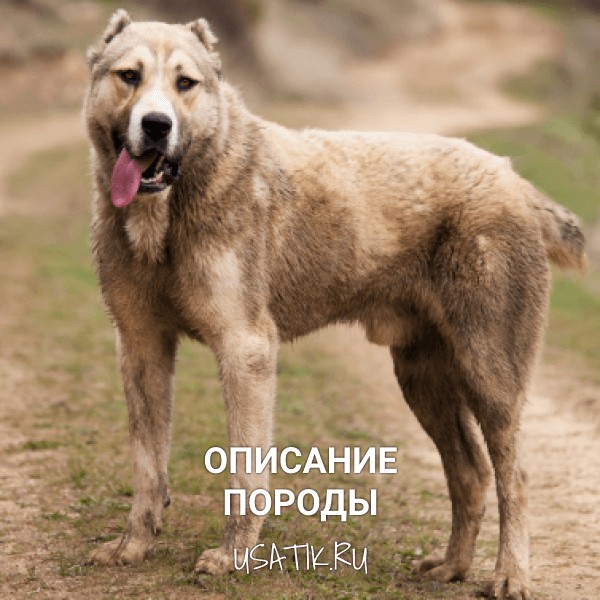 Алабай – описание породы
