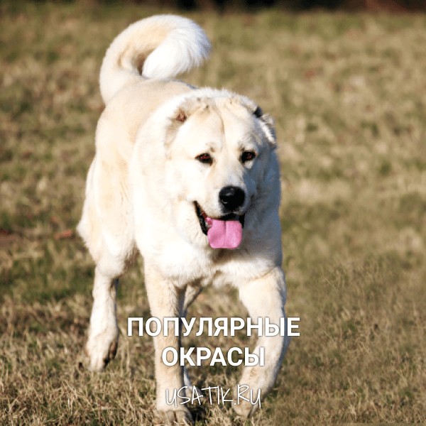 Популярные окрасы алабаев